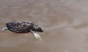 Dead green turtle found on Pasni coast raises environmental concerns