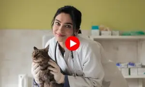انسانوں سے زیادہ جانوروں کے ڈاکٹروں کی مانگ