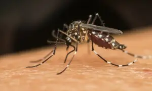 زمین کا آخری محفوظ ترین ٹھکانہ بھی مچھروں کی زد میں آگیا