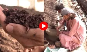 چھوٹا سا کیڑا، لاکھوں کی کمائی