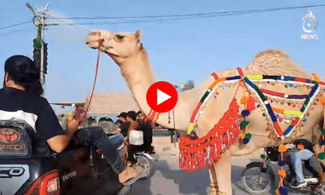 اونٹنی 'بجلی' کا زبردست سودا
