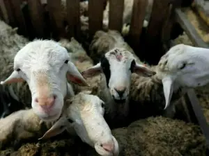 Eid-ul-Azha beyond sacrifice