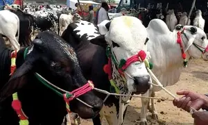 شدید گرمی اور حبس میں قربانی کا گوشت بیماریوں کا سبب، عید پر فوڈ پوائزننگ سے کیسے بچیں؟