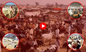 مویشی منڈیوں میں گہما گہمی