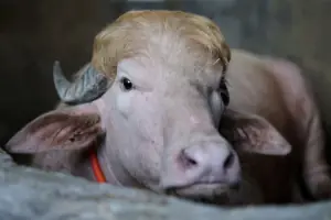 Bangladesh&rsquo;s rare &lsquo;Donald Trump&rsquo; buffalo becomes Eid sensation