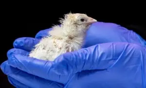 مصنوعی انڈے سے چوزے کی پیدائش: ختم ہوچکی نسلوں کو دوبارہ زندہ کرنے کا حیران کن کارنامہ مصنوعی انڈے سے چوزے کی پیدائش: ختم ہوچکی نسلوں کو دوبارہ زندہ کرنے کا حیران کن کارنامہ