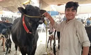 مویشی منڈی میں بلیک کنگ کے چرچے