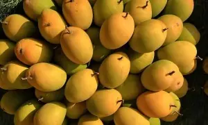 دنیا بھر میں مقبول بھارت کے فخر 'الفانسو آم' کی فصل مکمل برباد، وجہ کیا ہے؟ دنیا بھر میں مقبول بھارت کے فخر 'الفانسو آم' کی فصل مکمل برباد، وجہ کیا ہے؟