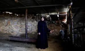 یہودی آبادکاروں نے عید سے قبل فلسطینی چرواہے کی 45 بھیڑیں چرا لیں
