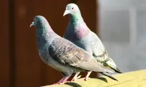 کبوتروں کا جگر گھر کا راستہ ڈھونڈنے میں کیسے مدد کرتا ہے؟