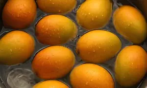 آم کھانے سے پہلے پانی میں بھگونا کتنا فائدہ مند؟ ماہرین نے حقیقت بتا دی آم کھانے سے پہلے پانی میں بھگونا کتنا فائدہ مند؟ ماہرین نے حقیقت بتا دی