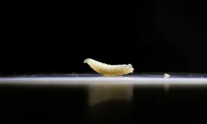 Deadly screwworm parasite detected in Texas after six decades