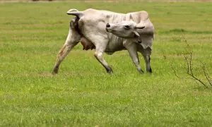 Second flesh-eating screwworm case confirmed in Texas