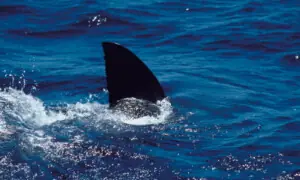 Shark attack kills man off Western Australia coast