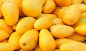 Mangoes are here