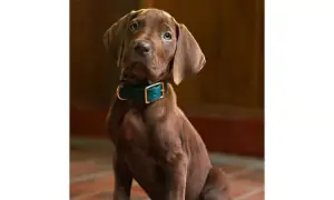 Netflix reveals first look at live-action Scooby-Doo series