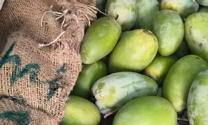 کیمیکلز کے بغیر گھر پر کچے آم کو پکانے کے آسان اور قدرتی طریقے