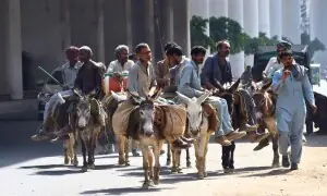 اقتصادی سروے: پاکستان میں ایک سال کے دوران گدھوں کی تعداد میں اضافہ