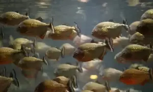 ایک لاکھ سال سے بنا کسی 'نر' کے زندہ مچھلی کی انوکھی نسل ایک لاکھ سال سے بنا کسی 'نر' کے زندہ مچھلی کی انوکھی نسل