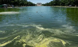 Crews battle algae bloom in Washington's newly repainted Reflecting Pool