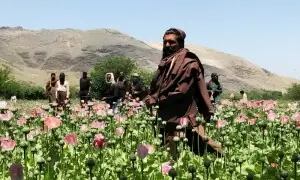 نارکو دہشت گردی کے مہلک پنجے