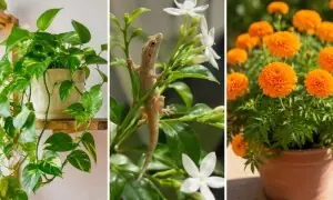 گھر میں چھپکلیاں بلانے والے 3 پودے، ان سے کیسے چھٹکارا پائیں؟