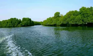 Pakistan's mangrove carbon market could generate up to $50m a year: Minister