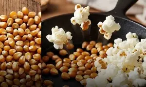 پکاتے وقت صرف پاپ کارن ہی کیوں پھٹتے ہیں؟ دلچسپ سائنسی راز پکاتے وقت صرف پاپ کارن ہی کیوں پھٹتے ہیں؟ دلچسپ سائنسی راز