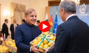 پاکستانی آموں کی عالمی شہرت، لیکن کمائی کم کیوں؟