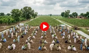 30 لاکھ پودے 3 کروڑ درخت بن گئے 30 لاکھ پودے 3 کروڑ درخت بن گئے