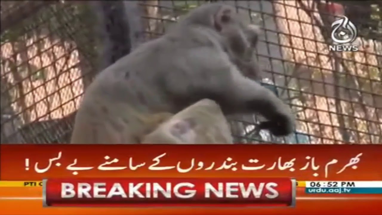 Killer monkeys in new Delhi