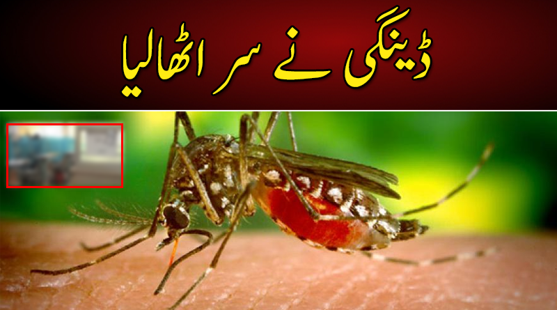 پنجاب میں ڈینگی نے سر اٹھا لیا ۔۔۔