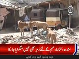 سندھ حکومت نے عوام کو کتوں کے رحم و کرم پر چھوڑ دیا