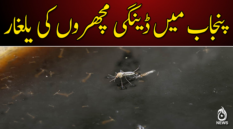 پنجاب میں ڈینگی مچھروں کی یلغار