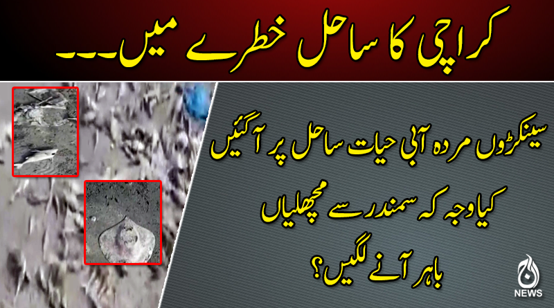 کراچی کا ساحل خطرے میں۔۔۔