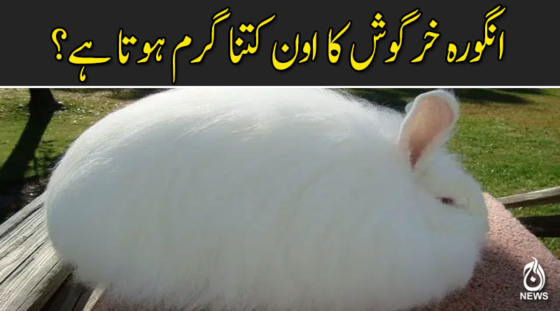 انگورہ خرگوش کی پاکستان میں فارمنگ