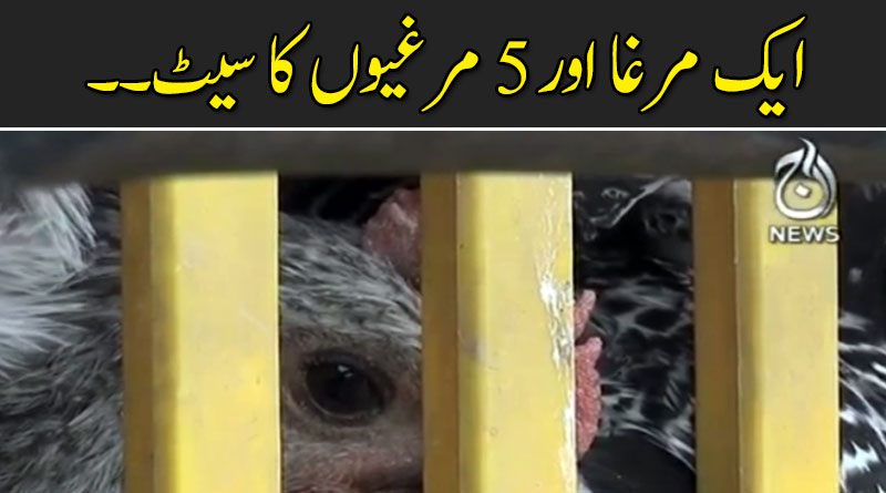 لاہور میں مرغی پال اسکیم کا آغاز