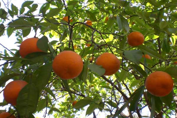 انڈونیشیا نے پاکستانی کینو کی درآمدپر پابندی کا فیصلہ