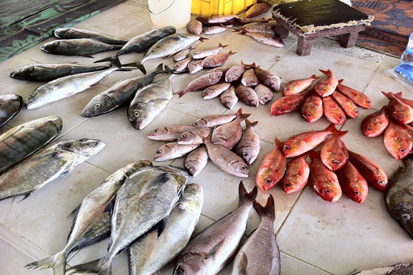 سردی کی شدد برھتے ہی مچھلی بازار میں گہما گہمی