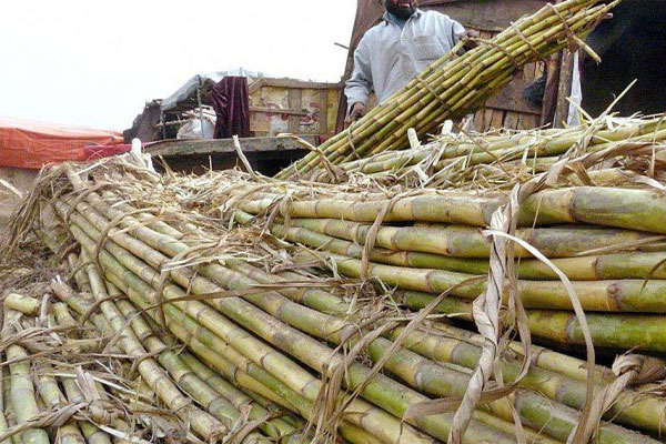 سندھ :شوگر مل بندش،پچاس محنت کش گرفتار