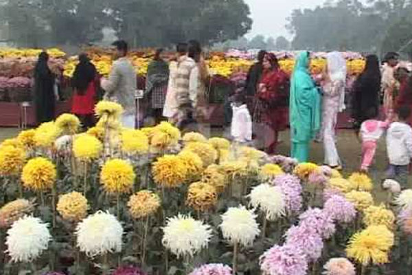 گوجرانوالہ:گل داودی کے مناظر باعث حلاوت