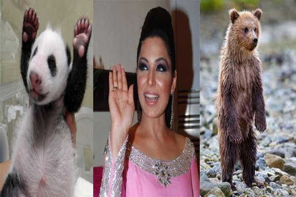 میرا کے لئے پانڈے کا نہیں ریچھ کا بچہ حاضر ہے