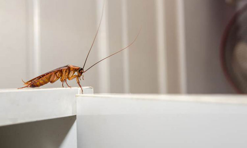 کچن میں موجود لال بیگوں سے پریشان ہیں تو یہ طریقے اپنائیں