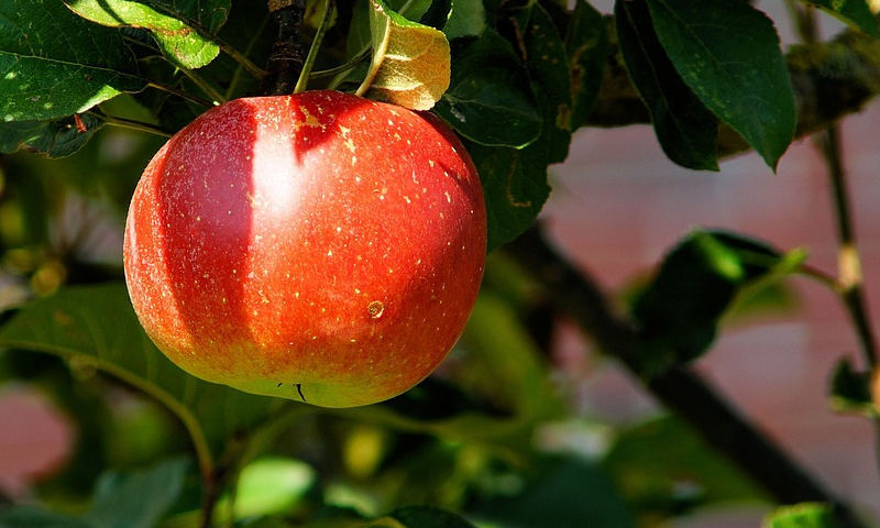 سیب کو کھانے کے علاوہ اسکے اور کیا فوائد ہیں؟