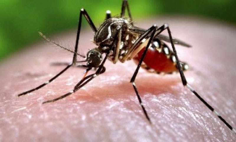 ملک بھر میں کانگو سے متاثرہ مزید 2افراد دم توڑ گئے
