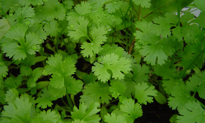 دھنیے کے بےشمار فائدے