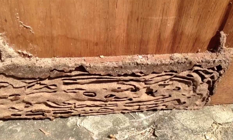 کیا آپ بھی دیمک سے پریشان ہیں؟