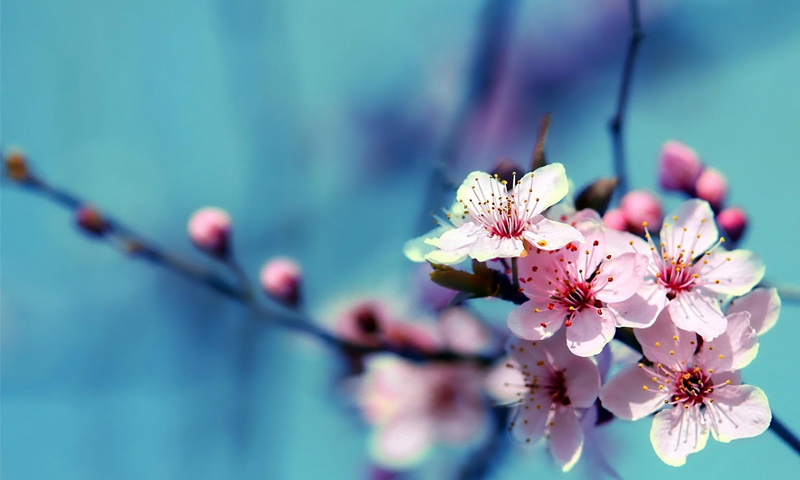 آپ کے پسندیدہ پھول آپ کی شخصیت کی عکاسی کرتے ہیں