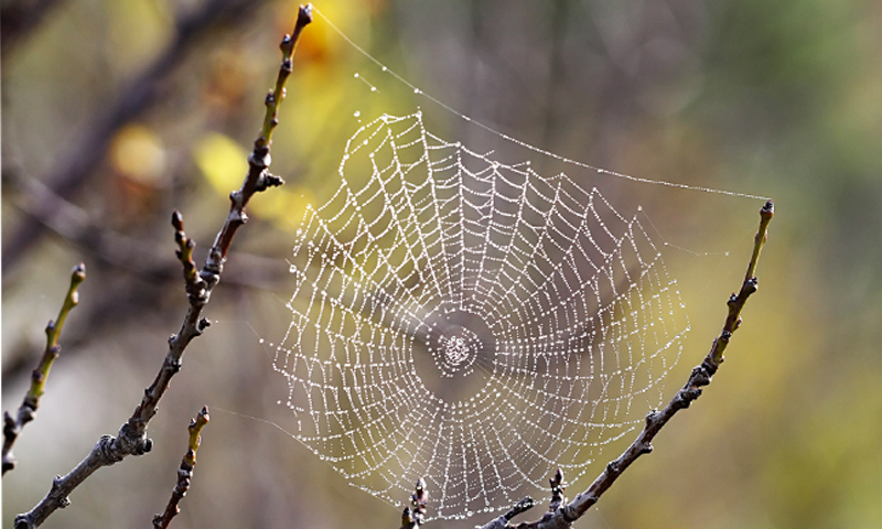 اب مہینوں تک مکڑی کے جالے آپ کو تنگ نہیں کریں گے
