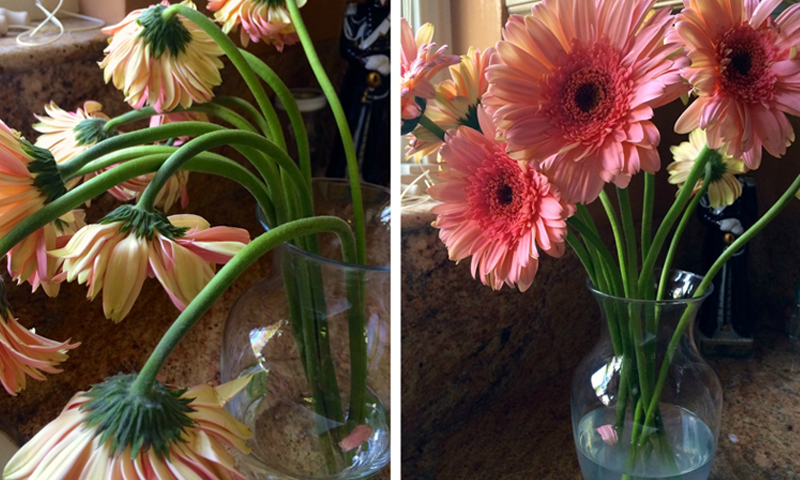 مرجھائے ہوئے پھولوں کو پھر سے تازہ بنائیں